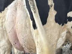 (8) Fresh 1st Lact Holstein Heifers | Fresh 4-7 to 6-13 | 2X Group Avg 47 DIM *80#, 4⭐Udders | AI Sired- Sires Avg 542 NM$ | 1 Serviced-Sexed |⭐GOLD STAR Herd - Tank Avg 95#m 4.2%f 125K SCC | Parrallel Parlor, Sand Freestalls, Complete Herd Health & Vaccinations | Mark Hoover Whittemore, MI | Load By 7-11-25 (Rep Gabe Papoi 989-444-8275) | WILL TEST TO TRAVEL  320 322 331 332 336 340 341 351