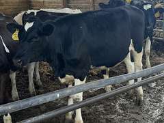 (13) Holstein & Holstein X Guernsey Open Heifers | Born August & September 2025 | Medium Flesh, Est Weight 550#-650# | SELL BY THE POUND (Based at 600#, $.10/cwt Slide-UP ONLY) | 6 AI Sired & 7 HB Guernsey Sired | Vaccinated, Headlock Trained, TMR | Jackson Dairy Caro, MI | Load by 7-11-25 (Rep Dave Bennett 989-286-7244) | 2428 2432 2433 2434 2435 2437 2438 2441 2444 2447 2449 2456 2468