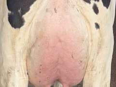 (15) Fresh 1st Lact Holstein Heifers | Fresh 5-29 to 6-25 | 3X Group Avg 43 DIM 94#m, 442gNM$ 502DW$, 4⭐Udders | AI Sired- Sires Avg 647 NM$ |⭐GOLD STAR, Genetic Focus Herd-Genomic Tested | Rotary Parlor, Sand Stalls, Headlocks,  Complete Herd Health & Vaccinations | Hickory Gables Dairy Hickory Corners, MI | Load by 8-1-25 (Rep Shaun Hyde 989-287-2660) | MICHIGAN BUYERS ONLY 210 563 589 598 817 918 959 989 1001 1009 1011 1032 1049 1058 1070