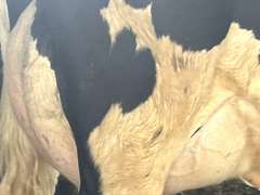 (8) Fresh 1st Lact Holstein Heifers | Fresh 4-7 to 6-13 | 2X Group Avg 47 DIM *80#, 4⭐Udders | AI Sired- Sires Avg 542 NM$ | 1 Serviced-Sexed |⭐GOLD STAR Herd - Tank Avg 95#m 4.2%f 125K SCC | Parrallel Parlor, Sand Freestalls, Complete Herd Health & Vaccinations | Mark Hoover Whittemore, MI | Load By 7-11-25 (Rep Gabe Papoi 989-444-8275) | WILL TEST TO TRAVEL  320 322 331 332 336 340 341 351
