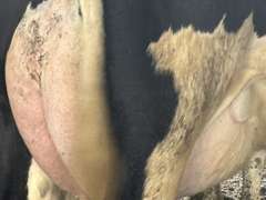 (8) Fresh 1st Lact Holstein Heifers | Fresh 4-7 to 6-13 | 2X Group Avg 47 DIM *80#, 4⭐Udders | AI Sired- Sires Avg 542 NM$ | 1 Serviced-Sexed |⭐GOLD STAR Herd - Tank Avg 95#m 4.2%f 125K SCC | Parrallel Parlor, Sand Freestalls, Complete Herd Health & Vaccinations | Mark Hoover Whittemore, MI | Load By 7-11-25 (Rep Gabe Papoi 989-444-8275) | WILL TEST TO TRAVEL  320 322 331 332 336 340 341 351