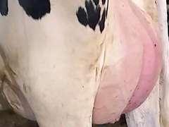 (25) Fresh 1st Lact Holstein Heifers | Fresh 5-12 to 7-2 | 3X Group Avg 43 DIM 85#m SCC-36K, 587 gNM$, 2646 gTPI, 4 & 5⭐Udders,  | AI Sired-Sires Avg 639 NM$ | Dams ACTUAL Avg 32988m 1466f 1120p 22531cfp | ⭐GOLD STAR Genetic Focus Herd, Tank Avg 94# on 2400 Cows | Extensive ET Program, From some of the greatest cow families in the breed with literally Hundreds of bulls in AI! | Rotary Parlor, Sand Freestalls, Headlocks, Complete Herd Health & Vaccinations, Registered | Oakfield Corners Dairy Oakfield, NY | Load by 8-1-25 (Rep Paul Warner 517-231-8427) | WILL TEST TO TRAVEL 7070 7130 21575 21799 21825 22052 22105 22281 22290 22312 22313 22336 22374 22407 22478 58507 58564 71175 71300 96542 96574 96596 96647 96689 96721