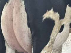 (8) Fresh 1st Lact Holstein Heifers | Fresh 4-7 to 6-13 | 2X Group Avg 47 DIM *80#, 4⭐Udders | AI Sired- Sires Avg 542 NM$ | 1 Serviced-Sexed |⭐GOLD STAR Herd - Tank Avg 95#m 4.2%f 125K SCC | Parrallel Parlor, Sand Freestalls, Complete Herd Health & Vaccinations | Mark Hoover Whittemore, MI | Load By 7-11-25 (Rep Gabe Papoi 989-444-8275) | WILL TEST TO TRAVEL  320 322 331 332 336 340 341 351