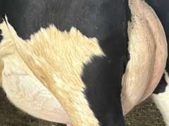 (8) Fresh 1st Lact Holstein Heifers | Fresh 4-7 to 6-13 | 2X Group Avg 47 DIM *80#, 4⭐Udders | AI Sired- Sires Avg 542 NM$ | 1 Serviced-Sexed |⭐GOLD STAR Herd - Tank Avg 95#m 4.2%f 125K SCC | Parrallel Parlor, Sand Freestalls, Complete Herd Health & Vaccinations | Mark Hoover Whittemore, MI | Load By 7-11-25 (Rep Gabe Papoi 989-444-8275) | WILL TEST TO TRAVEL  320 322 331 332 336 340 341 351