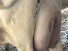 (8) Fresh 1st Lact Holstein Heifers | Fresh 4-7 to 6-13 | 2X Group Avg 47 DIM *80#, 4⭐Udders | AI Sired- Sires Avg 542 NM$ | 1 Serviced-Sexed |⭐GOLD STAR Herd - Tank Avg 95#m 4.2%f 125K SCC | Parrallel Parlor, Sand Freestalls, Complete Herd Health & Vaccinations | Mark Hoover Whittemore, MI | Load By 7-11-25 (Rep Gabe Papoi 989-444-8275) | WILL TEST TO TRAVEL  320 322 331 332 336 340 341 351