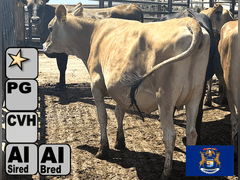 (13) Preg Jersey Heifers | Due 8-21 to 10-15, Avg 226 DCC | 10 Bred SEXED (Serv Sires Avg  415 NM$) 3 Bred Beef (Limo) |AI Sired-Sires Avg 205NM$ | Medium Flesh, Est Weight 900#-1000# |⭐GOLD STAR Herd, Sand Stalls, Headlocks, TMR Complete Herd Health & Vaccinations | Deluur Dairy Marlette, MI | Load by 8-1-25 (Rep Chad Kreeger 517-294-3484) | 168 230 348 356 375 394 424 448 474 481 667 760 763