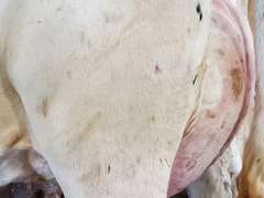 (25) Fresh 1st Lact Holstein Heifers | Fresh 5-12 to 7-2 | 3X Group Avg 43 DIM 85#m SCC-36K, 587 gNM$, 2646 gTPI, 4 & 5⭐Udders,  | AI Sired-Sires Avg 639 NM$ | Dams ACTUAL Avg 32988m 1466f 1120p 22531cfp | ⭐GOLD STAR Genetic Focus Herd, Tank Avg 94# on 2400 Cows | Extensive ET Program, From some of the greatest cow families in the breed with literally Hundreds of bulls in AI! | Rotary Parlor, Sand Freestalls, Headlocks, Complete Herd Health & Vaccinations, Registered | Oakfield Corners Dairy Oakfield, NY | Load by 8-1-25 (Rep Paul Warner 517-231-8427) | WILL TEST TO TRAVEL 7070 7130 21575 21799 21825 22052 22105 22281 22290 22312 22313 22336 22374 22407 22478 58507 58564 71175 71300 96542 96574 96596 96647 96689 96721