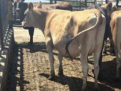 (13) Preg Jersey Heifers | Due 8-21 to 10-15, Avg 226 DCC | 10 Bred SEXED (Serv Sires Avg  415 NM$) 3 Bred Beef (Limo) |AI Sired-Sires Avg 205NM$ | Medium Flesh, Est Weight 900#-1000# |⭐GOLD STAR Herd, Sand Stalls, Headlocks, TMR Complete Herd Health & Vaccinations | Deluur Dairy Marlette, MI | Load by 8-1-25 (Rep Chad Kreeger 517-294-3484) | 168 230 348 356 375 394 424 448 474 481 667 760 763