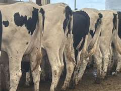 (10) Preg Holstein Heifers | Due 8-7 to 8-29, Avg 234 DCC | AI Bred Conv Holstein (Serv Sires Avg 732 NM$) | Medium Flesh, Est Weight 1250#-1350# | 3 AI Sired ID - Sires Avg 497 NM$ |⭐GOLD STAR Grower | Sand Stalls, Headlocks, Complete Vaccinations & Herd Health | Weber Dairy Pinconning, MI | Load by 7-11-25 (Rep Gabe Papoi 989-444-8275) | 2872 4939 4992 4994 15190 812649 812707 817705 817751 877770