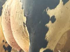 (13) Fresh 1st Lact Holstein Heifers | Fresh 5-13 to 6-22 | 3X Group Avg 54 DIM 94#m (103#ecm) 4.4%f 2.9%p SCC-39K, 238 pNM$, 250 pCM$, 4⭐Udders,  | AI Sired-Sires Avg 482 NM$ | Dams 305me Avg 32902m 1451f 981p 2433cfp | ⭐GOLD STAR Genetic Focus Herd, RHA 30936 4.3 1341 3.1 948, July Test 103# 4.5%f, Top 100 Herd-Central Star | Rotary Parlor, Sand Freestalls, Headlocks, Complete Herd Health & Vaccinations, Registered, Fairlife Certified | Yonkman Dairy McBain, MI | Sort @ Loading by 8-1-25 (Rep Chad Kreeger 517-294-3484 & Gabe Papoi 989-444-8275) | (OFI) WILL TEST TO TRAVEL 8914 8956 8980 8991 9003 9014 9015 9016 9023 9025 9034 9057 9104