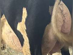 (8) Fresh 1st Lact Holstein Heifers | Fresh 4-7 to 6-13 | 2X Group Avg 47 DIM *80#, 4⭐Udders | AI Sired- Sires Avg 542 NM$ | 1 Serviced-Sexed |⭐GOLD STAR Herd - Tank Avg 95#m 4.2%f 125K SCC | Parrallel Parlor, Sand Freestalls, Complete Herd Health & Vaccinations | Mark Hoover Whittemore, MI | Load By 7-11-25 (Rep Gabe Papoi 989-444-8275) | WILL TEST TO TRAVEL  320 322 331 332 336 340 341 351