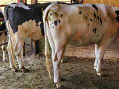 (12) Preg Holstein Heifers | Due In September to HB-Holstein (Pintree 755, PO gNM$ 612) | Medium Flesh, Est Weight 1250#-1300# | Headlock Trained, TMR & Pasture | 5 AI Sired-ABS, & Rest Pinetree HB Sired, Robotic Bred, & Right off the dairy | Broadview Farms Lousiville, OH | Load by 8-1-25 (Rep Paul Warner 517-231-8427) | 22 193 195 200 204 206 207 209 216 218 220 225