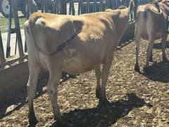 (13) Preg Jersey Heifers | Due 8-21 to 10-15, Avg 226 DCC | 10 Bred SEXED (Serv Sires Avg  415 NM$) 3 Bred Beef (Limo) |AI Sired-Sires Avg 205NM$ | Medium Flesh, Est Weight 900#-1000# |⭐GOLD STAR Herd, Sand Stalls, Headlocks, TMR Complete Herd Health & Vaccinations | Deluur Dairy Marlette, MI | Load by 8-1-25 (Rep Chad Kreeger 517-294-3484) | 168 230 348 356 375 394 424 448 474 481 667 760 763