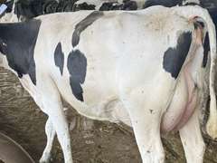 (13) Fresh 1st Lact Holstein Heifers | Fresh 5-13 to 6-22 | 3X Group Avg 54 DIM 94#m (103#ecm) 4.4%f 2.9%p SCC-39K, 238 pNM$, 250 pCM$, 4⭐Udders,  | AI Sired-Sires Avg 482 NM$ | Dams 305me Avg 32902m 1451f 981p 2433cfp | ⭐GOLD STAR Genetic Focus Herd, RHA 30936 4.3 1341 3.1 948, July Test 103# 4.5%f, Top 100 Herd-Central Star | Rotary Parlor, Sand Freestalls, Headlocks, Complete Herd Health & Vaccinations, Registered, Fairlife Certified | Yonkman Dairy McBain, MI | Sort @ Loading by 8-1-25 (Rep Chad Kreeger 517-294-3484 & Gabe Papoi 989-444-8275) | (OFI) WILL TEST TO TRAVEL 8914 8956 8980 8991 9003 9014 9015 9016 9023 9025 9034 9057 9104