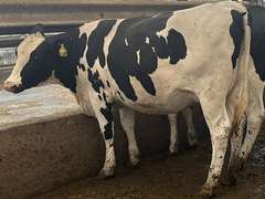 (10) Preg Holstein Heifers | Due 8-7 to 8-29, Avg 234 DCC | AI Bred Conv Holstein (Serv Sires Avg 732 NM$) | Medium Flesh, Est Weight 1250#-1350# | 3 AI Sired ID - Sires Avg 497 NM$ |⭐GOLD STAR Grower | Sand Stalls, Headlocks, Complete Vaccinations & Herd Health | Weber Dairy Pinconning, MI | Load by 7-11-25 (Rep Gabe Papoi 989-444-8275) | 2872 4939 4992 4994 15190 812649 812707 817705 817751 877770