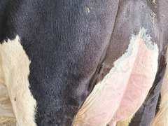 (13) Fresh 1st Lact Holstein Heifers | Fresh 5-13 to 6-22 | 3X Group Avg 54 DIM 94#m (103#ecm) 4.4%f 2.9%p SCC-39K, 238 pNM$, 250 pCM$, 4⭐Udders,  | AI Sired-Sires Avg 482 NM$ | Dams 305me Avg 32902m 1451f 981p 2433cfp | ⭐GOLD STAR Genetic Focus Herd, RHA 30936 4.3 1341 3.1 948, July Test 103# 4.5%f, Top 100 Herd-Central Star | Rotary Parlor, Sand Freestalls, Headlocks, Complete Herd Health & Vaccinations, Registered, Fairlife Certified | Yonkman Dairy McBain, MI | Sort @ Loading by 8-1-25 (Rep Chad Kreeger 517-294-3484 & Gabe Papoi 989-444-8275) | (OFI) WILL TEST TO TRAVEL 8914 8956 8980 8991 9003 9014 9015 9016 9023 9025 9034 9057 9104