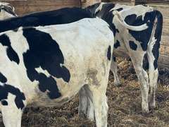 (13) Holstein & Holstein X Guernsey Open Heifers | Born August & September 2025 | Medium Flesh, Est Weight 550#-650# | SELL BY THE POUND (Based at 600#, $.10/cwt Slide-UP ONLY) | 6 AI Sired & 7 HB Guernsey Sired | Vaccinated, Headlock Trained, TMR | Jackson Dairy Caro, MI | Load by 7-11-25 (Rep Dave Bennett 989-286-7244) | 2428 2432 2433 2434 2435 2437 2438 2441 2444 2447 2449 2456 2468