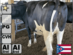 (13) Preg Holstein Heifers | Due 9-5 to 10-25, Avg 219 DCC | AI Bred Conv Holstein (Serv Sires Avg 814NM$) | Medium+ Flesh, Est Weight 1350#-1450#, Group Avg 307 pNM$ | AI Sired -Sires Avg 632 NM$ | Dams 305me Avg 30256m 1403f 939p 2342cfp |⭐GOLD STAR Genetic Focus Herd - RHA 29323 4.7 1379 3.2 940 | Headlock Trained, Complete Herd Health & Vaccinations | Lots 20-1 & 20-2 were gate cut for trucking, buy them both & we will get a big truck | Alfa Creek Farms Andover. OH | Load By 8-1-25 (Rep Paul Warner 517-231-8427) | SCION Heifer Calf Contract available for the current pregnancies, Call Chad Kreeger 517-294-3484 For Details 449 451 453 456 457 467 470 479 481 483 488 489 490