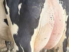 (13) Fresh 1st Lact Holstein Heifers | Fresh 5-13 to 6-22 | 3X Group Avg 54 DIM 94#m (103#ecm) 4.4%f 2.9%p SCC-39K, 238 pNM$, 250 pCM$, 4⭐Udders,  | AI Sired-Sires Avg 482 NM$ | Dams 305me Avg 32902m 1451f 981p 2433cfp | ⭐GOLD STAR Genetic Focus Herd, RHA 30936 4.3 1341 3.1 948, July Test 103# 4.5%f, Top 100 Herd-Central Star | Rotary Parlor, Sand Freestalls, Headlocks, Complete Herd Health & Vaccinations, Registered, Fairlife Certified | Yonkman Dairy McBain, MI | Sort @ Loading by 8-1-25 (Rep Chad Kreeger 517-294-3484 & Gabe Papoi 989-444-8275) | (OFI) WILL TEST TO TRAVEL 8914 8956 8980 8991 9003 9014 9015 9016 9023 9025 9034 9057 9104