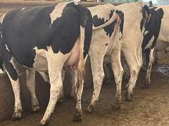 (10) Preg Holstein Heifers | Due 8-7 to 8-29, Avg 234 DCC | AI Bred Conv Holstein (Serv Sires Avg 732 NM$) | Medium Flesh, Est Weight 1250#-1350# | 3 AI Sired ID - Sires Avg 497 NM$ |⭐GOLD STAR Grower | Sand Stalls, Headlocks, Complete Vaccinations & Herd Health | Weber Dairy Pinconning, MI | Load by 7-11-25 (Rep Gabe Papoi 989-444-8275) | 2872 4939 4992 4994 15190 812649 812707 817705 817751 877770