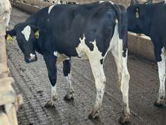 (12) Open Holstein Heifers | Born 5-1-24 to 6-6-24 | Medium+ Flesh, Est Weight 850#-900# | Group Avg 435 pNM$ | AI Sired- Sires Avg 571 NM$ | Dams 305 Milk Avg 31780# |⭐GOLD STAR Herd, RHA 29400# | Freestall Housed, Headlock Trained, TMR, Complete Herd Health & Vaccinations | NVF Shepard, MI | Load by 17-11-25 (Rep Chad Kreeger 517-294-3484)  | 6685 6696 6698 6720 6724 6744 6746 6749 6752 6755 6761 6766