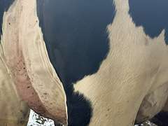 (13) Fresh 1st Lact Holstein Heifers | Fresh 5-13 to 6-22 | 3X Group Avg 54 DIM 94#m (103#ecm) 4.4%f 2.9%p SCC-39K, 238 pNM$, 250 pCM$, 4⭐Udders,  | AI Sired-Sires Avg 482 NM$ | Dams 305me Avg 32902m 1451f 981p 2433cfp | ⭐GOLD STAR Genetic Focus Herd, RHA 30936 4.3 1341 3.1 948, July Test 103# 4.5%f, Top 100 Herd-Central Star | Rotary Parlor, Sand Freestalls, Headlocks, Complete Herd Health & Vaccinations, Registered, Fairlife Certified | Yonkman Dairy McBain, MI | Sort @ Loading by 8-1-25 (Rep Chad Kreeger 517-294-3484 & Gabe Papoi 989-444-8275) | (OFI) WILL TEST TO TRAVEL 8914 8956 8980 8991 9003 9014 9015 9016 9023 9025 9034 9057 9104