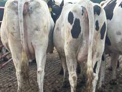 (9) Preg Holstein Heifers | Preg 7-8 Months to HB-Holstein | Medium Flesh, Est Weight 1300# | 7 AI Sired- Sires Avg 502 NM$ & are Polled | Sand Stalls, Vaccinated (Boostered 6-25 Cattlemaster Gold FP 5L5 & Oneshot) | Mike Laier Alger, MI | Load by 7-11-25 (Rep Gabe Papoi 989-444-8275) | 1163 1169 1170 1172 1175 1191 1194 1197 4080