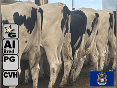 (10) Preg Holstein Heifers | Due 8-7 to 8-29, Avg 234 DCC | AI Bred Conv Holstein (Serv Sires Avg 732 NM$) | Medium Flesh, Est Weight 1250#-1350# | 3 AI Sired ID - Sires Avg 497 NM$ |⭐GOLD STAR Grower | Sand Stalls, Headlocks, Complete Vaccinations & Herd Health | Weber Dairy Pinconning, MI | Load by 7-11-25 (Rep Gabe Papoi 989-444-8275) | 2872 4939 4992 4994 15190 812649 812707 817705 817751 877770