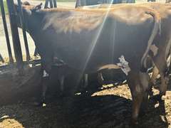 (13) Preg Jersey Heifers | Due 8-21 to 10-15, Avg 226 DCC | 10 Bred SEXED (Serv Sires Avg  415 NM$) 3 Bred Beef (Limo) |AI Sired-Sires Avg 205NM$ | Medium Flesh, Est Weight 900#-1000# |⭐GOLD STAR Herd, Sand Stalls, Headlocks, TMR Complete Herd Health & Vaccinations | Deluur Dairy Marlette, MI | Load by 8-1-25 (Rep Chad Kreeger 517-294-3484) | 168 230 348 356 375 394 424 448 474 481 667 760 763