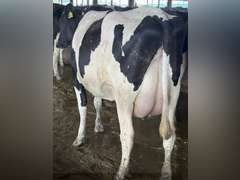 (13) Fresh 1st Lact Holstein Heifers | Fresh 5-13 to 6-22 | 3X Group Avg 54 DIM 94#m (103#ecm) 4.4%f 2.9%p SCC-39K, 238 pNM$, 250 pCM$, 4⭐Udders,  | AI Sired-Sires Avg 482 NM$ | Dams 305me Avg 32902m 1451f 981p 2433cfp | ⭐GOLD STAR Genetic Focus Herd, RHA 30936 4.3 1341 3.1 948, July Test 103# 4.5%f, Top 100 Herd-Central Star | Rotary Parlor, Sand Freestalls, Headlocks, Complete Herd Health & Vaccinations, Registered, Fairlife Certified | Yonkman Dairy McBain, MI | Sort @ Loading by 8-1-25 (Rep Chad Kreeger 517-294-3484 & Gabe Papoi 989-444-8275) | (OFI) WILL TEST TO TRAVEL 8914 8956 8980 8991 9003 9014 9015 9016 9023 9025 9034 9057 9104