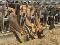 (13) Preg Jersey Heifers | Due 8-21 to 10-15, Avg 226 DCC | 10 Bred SEXED (Serv Sires Avg  415 NM$) 3 Bred Beef (Limo) |AI Sired-Sires Avg 205NM$ | Medium Flesh, Est Weight 900#-1000# |⭐GOLD STAR Herd, Sand Stalls, Headlocks, TMR Complete Herd Health & Vaccinations | Deluur Dairy Marlette, MI | Load by 8-1-25 (Rep Chad Kreeger 517-294-3484) | 168 230 348 356 375 394 424 448 474 481 667 760 763