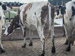 (9) Preg Holstein Heifers | Preg 7-8 Months to HB-Holstein | Medium Flesh, Est Weight 1300# | 7 AI Sired- Sires Avg 502 NM$ & are Polled | Sand Stalls, Vaccinated (Boostered 6-25 Cattlemaster Gold FP 5L5 & Oneshot) | Mike Laier Alger, MI | Load by 7-11-25 (Rep Gabe Papoi 989-444-8275) | 1163 1169 1170 1172 1175 1191 1194 1197 4080