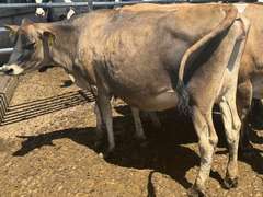 (13) Preg Jersey Heifers | Due 8-21 to 10-15, Avg 226 DCC | 10 Bred SEXED (Serv Sires Avg  415 NM$) 3 Bred Beef (Limo) |AI Sired-Sires Avg 205NM$ | Medium Flesh, Est Weight 900#-1000# |⭐GOLD STAR Herd, Sand Stalls, Headlocks, TMR Complete Herd Health & Vaccinations | Deluur Dairy Marlette, MI | Load by 8-1-25 (Rep Chad Kreeger 517-294-3484) | 168 230 348 356 375 394 424 448 474 481 667 760 763