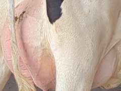 (15) Fresh 1st Lact Holstein Heifers | Fresh 5-29 to 6-25 | 3X Group Avg 43 DIM 94#m, 442gNM$ 502DW$, 4⭐Udders | AI Sired- Sires Avg 647 NM$ |⭐GOLD STAR, Genetic Focus Herd-Genomic Tested | Rotary Parlor, Sand Stalls, Headlocks,  Complete Herd Health & Vaccinations | Hickory Gables Dairy Hickory Corners, MI | Load by 8-1-25 (Rep Shaun Hyde 989-287-2660) | MICHIGAN BUYERS ONLY 210 563 589 598 817 918 959 989 1001 1009 1011 1032 1049 1058 1070