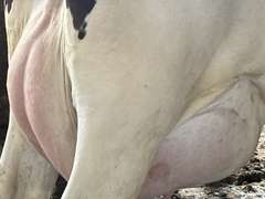 (8) Fresh 1st Lact Holstein Heifers | Fresh 4-7 to 6-13 | 2X Group Avg 47 DIM *80#, 4⭐Udders | AI Sired- Sires Avg 542 NM$ | 1 Serviced-Sexed |⭐GOLD STAR Herd - Tank Avg 95#m 4.2%f 125K SCC | Parrallel Parlor, Sand Freestalls, Complete Herd Health & Vaccinations | Mark Hoover Whittemore, MI | Load By 7-11-25 (Rep Gabe Papoi 989-444-8275) | WILL TEST TO TRAVEL  320 322 331 332 336 340 341 351