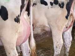 (25) Fresh 1st Lact Holstein Heifers | Fresh 5-12 to 7-2 | 3X Group Avg 43 DIM 85#m SCC-36K, 587 gNM$, 2646 gTPI, 4 & 5⭐Udders,  | AI Sired-Sires Avg 639 NM$ | Dams ACTUAL Avg 32988m 1466f 1120p 22531cfp | ⭐GOLD STAR Genetic Focus Herd, Tank Avg 94# on 2400 Cows | Extensive ET Program, From some of the greatest cow families in the breed with literally Hundreds of bulls in AI! | Rotary Parlor, Sand Freestalls, Headlocks, Complete Herd Health & Vaccinations, Registered | Oakfield Corners Dairy Oakfield, NY | Load by 8-1-25 (Rep Paul Warner 517-231-8427) | WILL TEST TO TRAVEL 7070 7130 21575 21799 21825 22052 22105 22281 22290 22312 22313 22336 22374 22407 22478 58507 58564 71175 71300 96542 96574 96596 96647 96689 96721