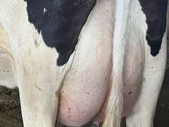 (13) Fresh 1st Lact Holstein Heifers | Fresh 5-13 to 6-22 | 3X Group Avg 54 DIM 94#m (103#ecm) 4.4%f 2.9%p SCC-39K, 238 pNM$, 250 pCM$, 4⭐Udders,  | AI Sired-Sires Avg 482 NM$ | Dams 305me Avg 32902m 1451f 981p 2433cfp | ⭐GOLD STAR Genetic Focus Herd, RHA 30936 4.3 1341 3.1 948, July Test 103# 4.5%f, Top 100 Herd-Central Star | Rotary Parlor, Sand Freestalls, Headlocks, Complete Herd Health & Vaccinations, Registered, Fairlife Certified | Yonkman Dairy McBain, MI | Sort @ Loading by 8-1-25 (Rep Chad Kreeger 517-294-3484 & Gabe Papoi 989-444-8275) | (OFI) WILL TEST TO TRAVEL 8914 8956 8980 8991 9003 9014 9015 9016 9023 9025 9034 9057 9104