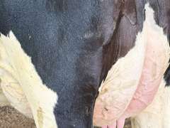 (13) Fresh 1st Lact Holstein Heifers | Fresh 5-13 to 6-22 | 3X Group Avg 54 DIM 94#m (103#ecm) 4.4%f 2.9%p SCC-39K, 238 pNM$, 250 pCM$, 4⭐Udders,  | AI Sired-Sires Avg 482 NM$ | Dams 305me Avg 32902m 1451f 981p 2433cfp | ⭐GOLD STAR Genetic Focus Herd, RHA 30936 4.3 1341 3.1 948, July Test 103# 4.5%f, Top 100 Herd-Central Star | Rotary Parlor, Sand Freestalls, Headlocks, Complete Herd Health & Vaccinations, Registered, Fairlife Certified | Yonkman Dairy McBain, MI | Sort @ Loading by 8-1-25 (Rep Chad Kreeger 517-294-3484 & Gabe Papoi 989-444-8275) | (OFI) WILL TEST TO TRAVEL 8914 8956 8980 8991 9003 9014 9015 9016 9023 9025 9034 9057 9104