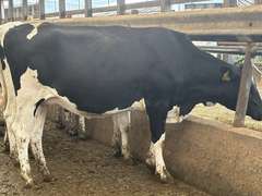 (10) Preg Holstein Heifers | Due 8-7 to 8-29, Avg 234 DCC | AI Bred Conv Holstein (Serv Sires Avg 732 NM$) | Medium Flesh, Est Weight 1250#-1350# | 3 AI Sired ID - Sires Avg 497 NM$ |⭐GOLD STAR Grower | Sand Stalls, Headlocks, Complete Vaccinations & Herd Health | Weber Dairy Pinconning, MI | Load by 7-11-25 (Rep Gabe Papoi 989-444-8275) | 2872 4939 4992 4994 15190 812649 812707 817705 817751 877770