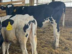 (13) Holstein & Holstein X Guernsey Open Heifers | Born August & September 2025 | Medium Flesh, Est Weight 550#-650# | SELL BY THE POUND (Based at 600#, $.10/cwt Slide-UP ONLY) | 6 AI Sired & 7 HB Guernsey Sired | Vaccinated, Headlock Trained, TMR | Jackson Dairy Caro, MI | Load by 7-11-25 (Rep Dave Bennett 989-286-7244) | 2428 2432 2433 2434 2435 2437 2438 2441 2444 2447 2449 2456 2468