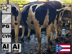 (12) Preg Holstein Heifers | Due 8-20 to 10-9, Avg 232 DCC | AI Bred Conv Holstein, 3 SXD (Serv Sires Avg 462NM$) | Medium+ Flesh, Est Weight 1350#-1450#, Group Avg 166 pNM$ | AI Sired -Sires Avg 517 NM$ | Dams 305me Avg 28911m 1447f 945p 2392cfp |⭐GOLD STAR Genetic Focus Herd - RHA 29323 4.7 1379 3.2 940 | Headlock Trained, Complete Herd Health & Vaccinations | Lots 20-1 & 20-2 were gate cut for trucking, buy them both & we will get a big truck | 1 Fancy Red & White #437 | Alfa Creek Farms Andover. OH| Load By 8-1-25 (Rep Paul Warner 517-231-8427) | SCION Heifer Calf Contract available for the current pregnancies, Call Chad Kreeger 517-294-3484 For Details 425 434 435 436 437 438 443 446 454 473 474 478