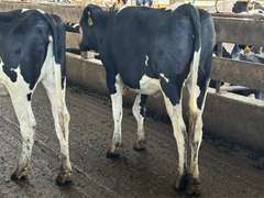 (12) Open Holstein Heifers | Born 5-1-24 to 6-6-24 | Medium+ Flesh, Est Weight 850#-900# | Group Avg 435 pNM$ | AI Sired- Sires Avg 571 NM$ | Dams 305 Milk Avg 31780# |⭐GOLD STAR Herd, RHA 29400# | Freestall Housed, Headlock Trained, TMR, Complete Herd Health & Vaccinations | NVF Shepard, MI | Load by 17-11-25 (Rep Chad Kreeger 517-294-3484)  | 6685 6696 6698 6720 6724 6744 6746 6749 6752 6755 6761 6766