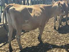 (13) Preg Jersey Heifers | Due 8-21 to 10-15, Avg 226 DCC | 10 Bred SEXED (Serv Sires Avg  415 NM$) 3 Bred Beef (Limo) |AI Sired-Sires Avg 205NM$ | Medium Flesh, Est Weight 900#-1000# |⭐GOLD STAR Herd, Sand Stalls, Headlocks, TMR Complete Herd Health & Vaccinations | Deluur Dairy Marlette, MI | Load by 8-1-25 (Rep Chad Kreeger 517-294-3484) | 168 230 348 356 375 394 424 448 474 481 667 760 763