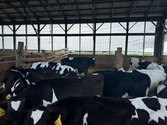 (13) Holstein & Holstein X Guernsey Open Heifers | Born August & September 2025 | Medium Flesh, Est Weight 550#-650# | SELL BY THE POUND (Based at 600#, $.10/cwt Slide-UP ONLY) | 6 AI Sired & 7 HB Guernsey Sired | Vaccinated, Headlock Trained, TMR | Jackson Dairy Caro, MI | Load by 7-11-25 (Rep Dave Bennett 989-286-7244) | 2428 2432 2433 2434 2435 2437 2438 2441 2444 2447 2449 2456 2468