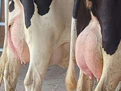 (15) Fresh 1st Lact Holstein Heifers | Fresh 5-29 to 6-25 | 3X Group Avg 43 DIM 94#m, 442gNM$ 502DW$, 4⭐Udders | AI Sired- Sires Avg 647 NM$ |⭐GOLD STAR, Genetic Focus Herd-Genomic Tested | Rotary Parlor, Sand Stalls, Headlocks,  Complete Herd Health & Vaccinations | Hickory Gables Dairy Hickory Corners, MI | Load by 8-1-25 (Rep Shaun Hyde 989-287-2660) | MICHIGAN BUYERS ONLY 210 563 589 598 817 918 959 989 1001 1009 1011 1032 1049 1058 1070