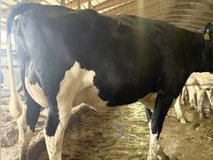 (13) Fresh 1st Lact Holstein Heifers | Fresh 5-13 to 6-22 | 3X Group Avg 54 DIM 94#m (103#ecm) 4.4%f 2.9%p SCC-39K, 238 pNM$, 250 pCM$, 4⭐Udders,  | AI Sired-Sires Avg 482 NM$ | Dams 305me Avg 32902m 1451f 981p 2433cfp | ⭐GOLD STAR Genetic Focus Herd, RHA 30936 4.3 1341 3.1 948, July Test 103# 4.5%f, Top 100 Herd-Central Star | Rotary Parlor, Sand Freestalls, Headlocks, Complete Herd Health & Vaccinations, Registered, Fairlife Certified | Yonkman Dairy McBain, MI | Sort @ Loading by 8-1-25 (Rep Chad Kreeger 517-294-3484 & Gabe Papoi 989-444-8275) | (OFI) WILL TEST TO TRAVEL 8914 8956 8980 8991 9003 9014 9015 9016 9023 9025 9034 9057 9104