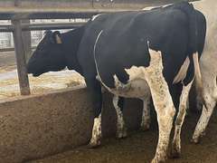 (10) Preg Holstein Heifers | Due 8-7 to 8-29, Avg 234 DCC | AI Bred Conv Holstein (Serv Sires Avg 732 NM$) | Medium Flesh, Est Weight 1250#-1350# | 3 AI Sired ID - Sires Avg 497 NM$ |⭐GOLD STAR Grower | Sand Stalls, Headlocks, Complete Vaccinations & Herd Health | Weber Dairy Pinconning, MI | Load by 7-11-25 (Rep Gabe Papoi 989-444-8275) | 2872 4939 4992 4994 15190 812649 812707 817705 817751 877770