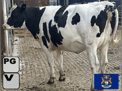 (9) Preg Holstein Heifers | Preg 7-8 Months to HB-Holstein | Medium Flesh, Est Weight 1300# | 7 AI Sired- Sires Avg 502 NM$ & are Polled | Sand Stalls, Vaccinated (Boostered 6-25 Cattlemaster Gold FP 5L5 & Oneshot) | Mike Laier Alger, MI | Load by 7-11-25 (Rep Gabe Papoi 989-444-8275) | 1163 1169 1170 1172 1175 1191 1194 1197 4080