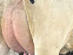 (8) Fresh 1st Lact Holstein Heifers | Fresh 4-7 to 6-13 | 2X Group Avg 47 DIM *80#, 4⭐Udders | AI Sired- Sires Avg 542 NM$ | 1 Serviced-Sexed |⭐GOLD STAR Herd - Tank Avg 95#m 4.2%f 125K SCC | Parrallel Parlor, Sand Freestalls, Complete Herd Health & Vaccinations | Mark Hoover Whittemore, MI | Load By 7-11-25 (Rep Gabe Papoi 989-444-8275) | WILL TEST TO TRAVEL  320 322 331 332 336 340 341 351