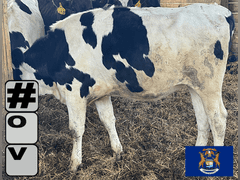 (13) Holstein & Holstein X Guernsey Open Heifers | Born August & September 2025 | Medium Flesh, Est Weight 550#-650# | SELL BY THE POUND (Based at 600#, $.10/cwt Slide-UP ONLY) | 6 AI Sired & 7 HB Guernsey Sired | Vaccinated, Headlock Trained, TMR | Jackson Dairy Caro, MI | Load by 7-11-25 (Rep Dave Bennett 989-286-7244) | 2428 2432 2433 2434 2435 2437 2438 2441 2444 2447 2449 2456 2468